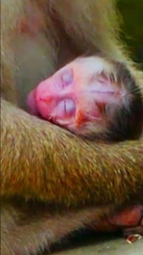 The newborn baby monkey looks so peaceful. Because sleep well
