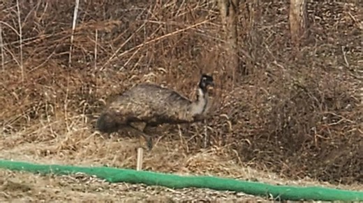 WATCH | Loose emu spotted in York County