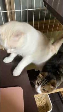 [Multi-cat household] Dinner time #seria #plate #lowpressure #typhoon #catvideos #cats