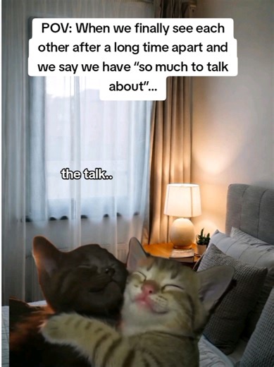 How to Make Your Cat Cuddle With You Easily