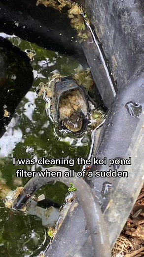 Water Snakes in My Koi Pond: A Surprise Encounter