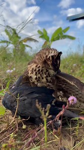 1.6M views · 3.4K reactions | falconer attacks bird  #falconry #falcon #hawk #bird #raptor #wildlife #nature #conservation #education #training #hunting #sport #hobby #passion #love #respect #wildfalconry #birdofprey #freedom | Anime | Facebook