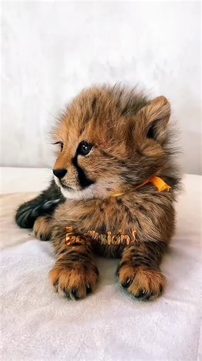 PaWsian on Instagram: "Tiny Cheetah, Big Cat: The Cutest Meow You’ll Hear Today || PaWsian This cute little sound isn't from a baby chick, it's a cheetah cub when they're small. Cheetah cubs are tiny, only about 15 to 20 cm long, and they look just like kittens. That makes sense, since cheetahs and house cats are both in the cat family, but because they live in different environments, cheetahs grow way bigger. Their calls also sound a lot like cats. This soft meowing means the cheetah is feeling