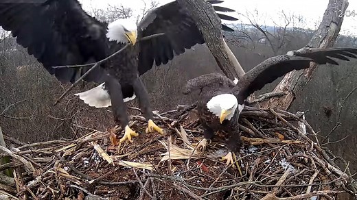 Webcam shows eagles renovating Hanover nest ahead of 2026 season