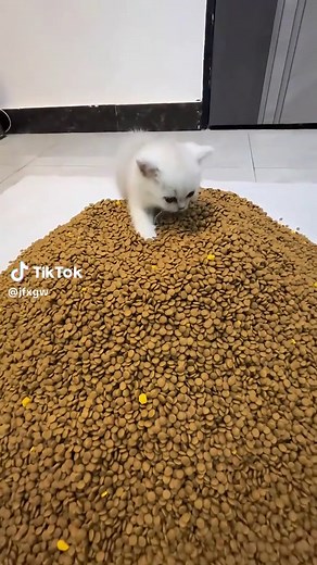 Adorable Cat Moments That Will Make You Smile