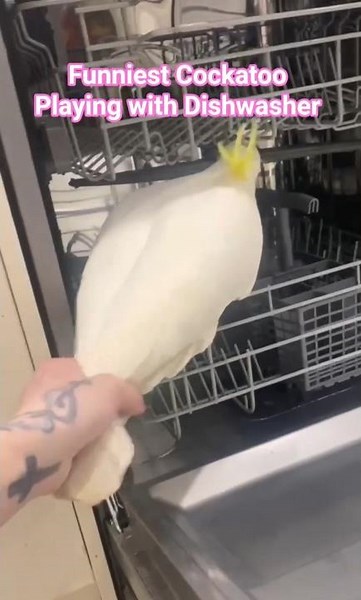 Why are Cockatoos funny #birds #cockatoo #funnybirds