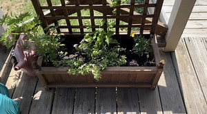 Watch My honest review- how many plants will fit? on Amazon Live