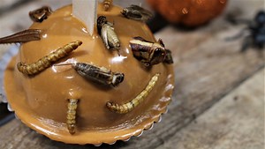 5 ways to add bugs -- yes, real bugs -- to make extra creepy Halloween party treats