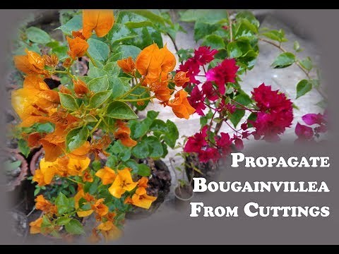 How to propagate bougainvillea from cuttings