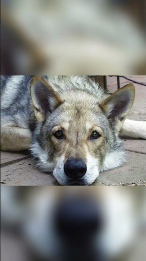 Living with the Saarloos Wolfdog - What to Expect?