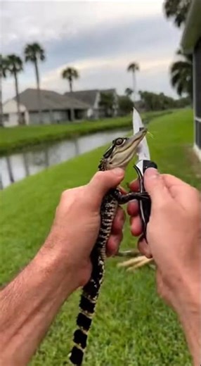 Alligator Inches Away From Me While Cutting Fishing Line