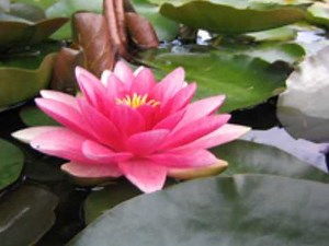 LA MIGRA FLOR DEL RIO