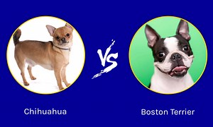 Cutest Dogs in the World: Chihuahua Vs. Boston Terrier