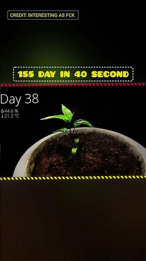 10 Years of Plant Growth in Minutes 🌱 | Epic Time-Lapse Compilation
