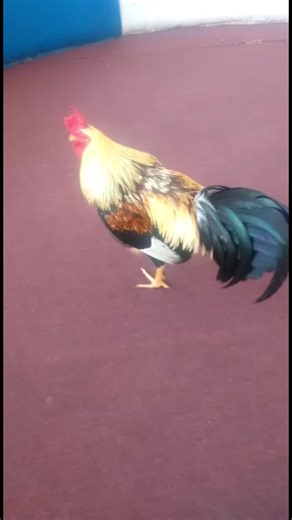 #gallosfinos #gallo #gallosworld #gallosdeconbate #gamefowl #fyp #foryoupage #foryou