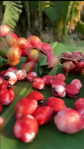 This Strange Fruit Is Loaded With Powerful Benefits