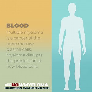 1.1K views · 30 reactions | #kNOwMyeloma Did you know that myeloma affects the places where bone marrow is active in an adult? Most common sites include the bones of the spine, skull, pelvis, rib cage, and the areas around the shoulders and hips. When did you first hear about multiple myeloma? | International Myeloma Foundation | Facebook