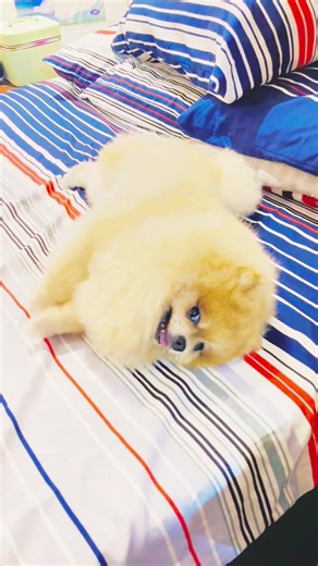 Belly Rubs on Demand: Pomeranian Joy