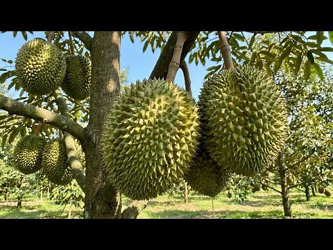 HOW DURIANS ARE GROWN | Giant Durian Orchard With Massive Fruits