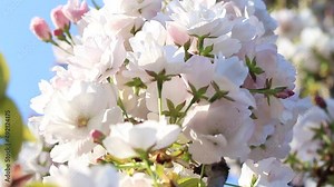 Japanese cherry blossoms in the national park, sakura flowers, early flowering fruit trees in spring, bottom view against blue sky