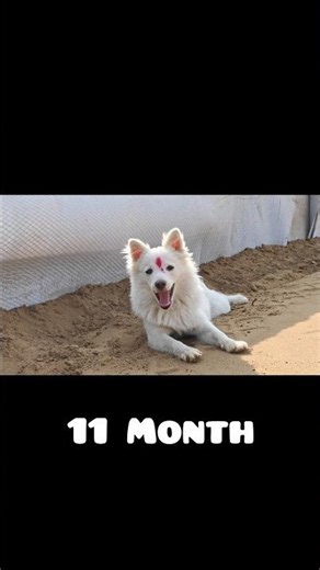 Pomeranian Transformation: 30 Days to One Year #pomeranian #rottweiler #pitbull #dog #puppy #viral