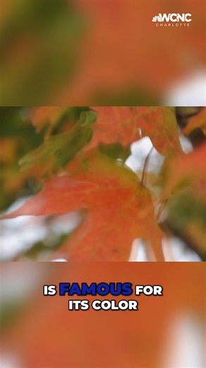 Drought stress leads to muted fall colors