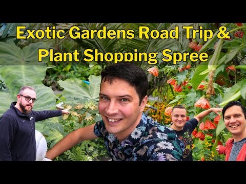 “UK Exotic Gardening Road Trip! Jungle Gardens, Rare Plants & Epic Autumn Plant Haul 🌴