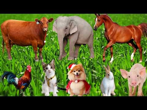 Cute Farm Animal Moments:Horse, Pig, Sheep, Cow, Rabbit, Chicken, Dog, Cat-Animal Sounds