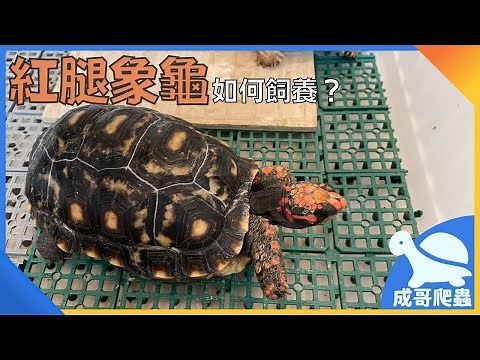 櫻桃紅腿陸龜介紹_帶你了解櫻桃紅腿陸龜(成哥)