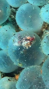 2.2K views · 63 reactions | Flamboyant cuttlefish hatching 朗 This bundle of eggs was in a coconut shell at about 5 meters depth.Repost @sina.joelle | Great Barrier Reef Legacy & Forever Reef Project | Facebook