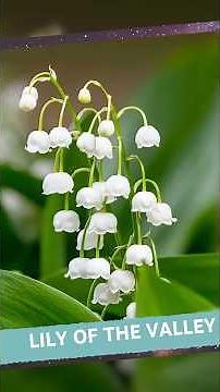 Lily of the Valley: The Deadly Secret Behind the Beauty