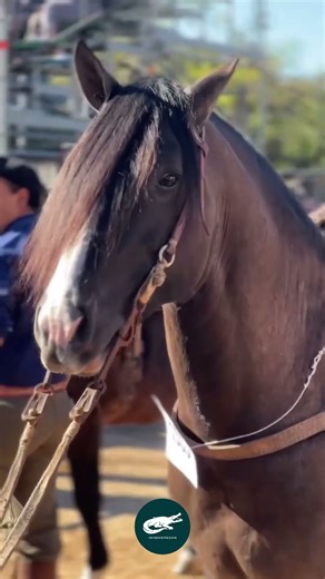 Argentine Criollo Horse 🇦🇷🐎. The Unbreakable Spirit of the Pampas