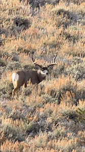 Tree rub 🦌🎯 #throwbackthursday | Spencer Adams