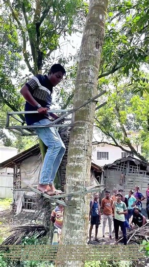Climbing the Trunk: How a Farmer Uses a Homemade Metal Frame to Scale a Tall Tree