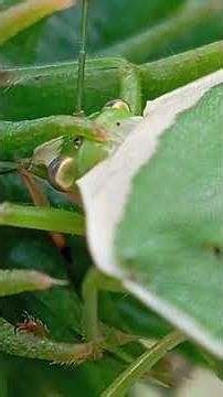 The leaf starts eating 🤯🌿 Extreme macro zoom #vietnam #insects #macroperfection