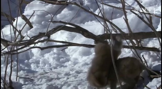 Andys_Wild_Adventures_S01E16_Macaques