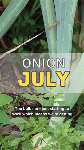 Storage Onions Almost Ready! Here’s What to Watch For The onion bulbs are finally starting to swell — and that means harvest isn’t far off. I’m watching for yellowing leaves, soft necks, and falling tops. Once those show up, it’s time to pull and cure for long-term storage. If you're growing onions, don't miss this window. 🎥 Want more? Watch the full Garden Update Playlist: https://www.youtube.com/playlist?list=PLc5PGlm_KLzDV9WcZswe3U4F8_-MVjskM 👉Become a Member: https://www.youtube.com/channe