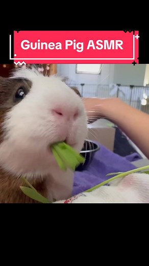 Guinea Pig ASMR! Chewing grass ☘️🌿🌱 #guineapigs #guineapig #guineapigmom #guineapigsoftiktok #guineapigvideos #asmr #asmrsounds #grassasmr #chewingasmr #eatingasmr