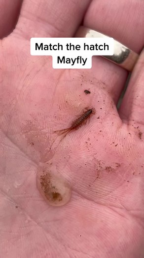 Realistic Mayfly Fly Fishing Lures by Frostyfly