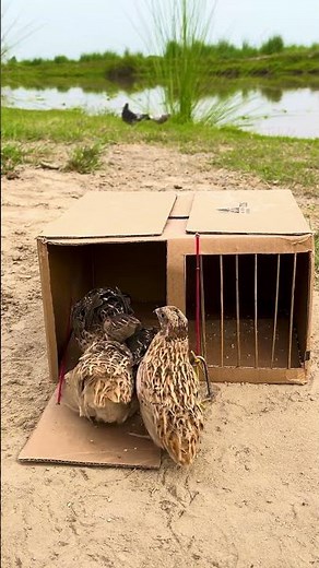 How to Make an Easy Bird Trap at Home (100% Working) #trap #diy #survival