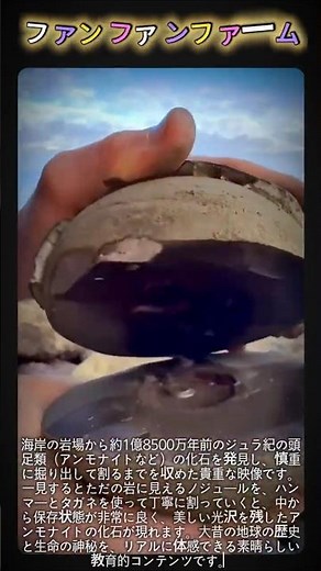 1億8500万年前の化石発掘#現場 #加工 #化石 #アンモナイト #ジュラ紀