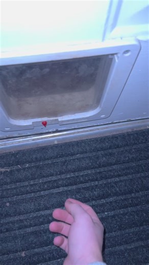 Bring Them In and Keep Them Warm: Compassionate Pet Care for Coyotes