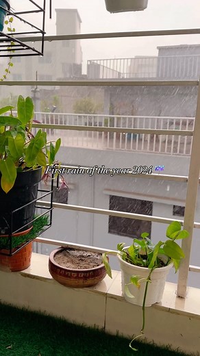 First rain of the year 2024 after winter ☔️🌧️🍀🌿 #rain | Luna: The Lunatic