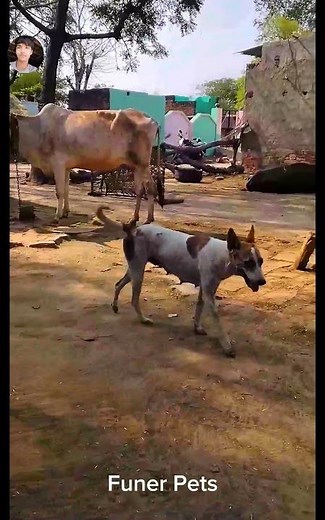 Funny animal videos i found on instagram and tiktok909