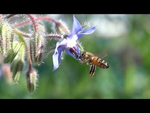 Pollination in Slow Motion | Honey Bees