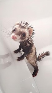 522K views · 11K reactions | Ferrets  Furry Mischievous Tornadoes! #ferret #ferrets #ferretlover #ferretlife #ferretsofinstagram #ferretsareawesome | 1 Minute Animals | Facebook