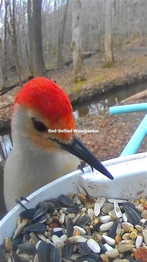 Red-Bellied Woodpecker Happily Enjoying His Morning Breakfast At The Birdfy Feeder. #Woodpecker