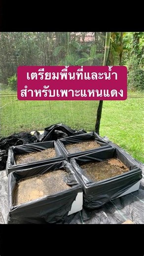 Preparing the area and water for cultivating Azolla microphylla #Azollamicrophylla #IntegratedFar...