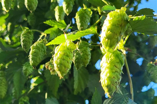 These Are the New Hops To Look For On Your Next Can of Beer