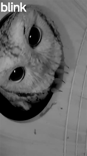 We Put Up an Owl Box… and This Happened Night One 🦉